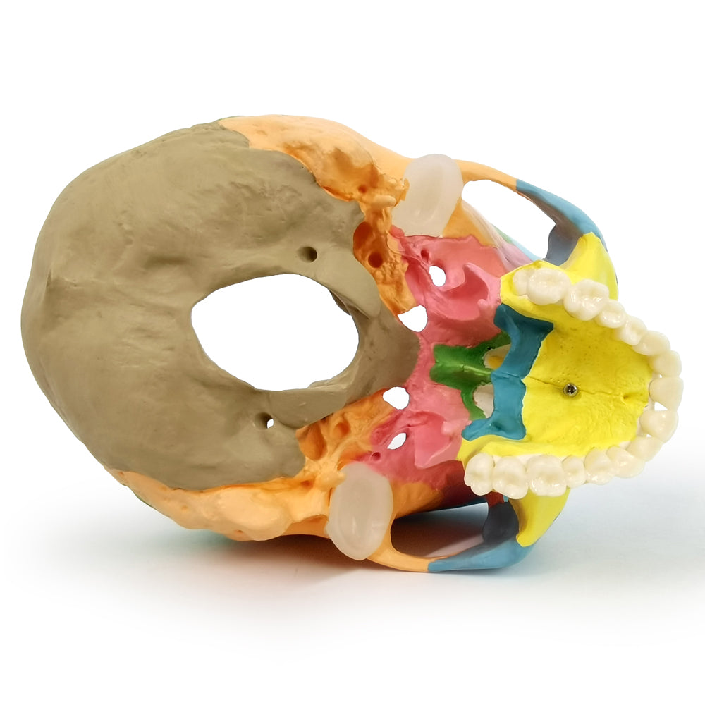 Evotech Scientific 3-Part Life Size Painted Didactic Human Anatomical Skull Model