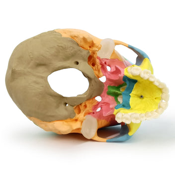 Medical Grade Anatomical Human Skull Models - Evotech Scientific ...