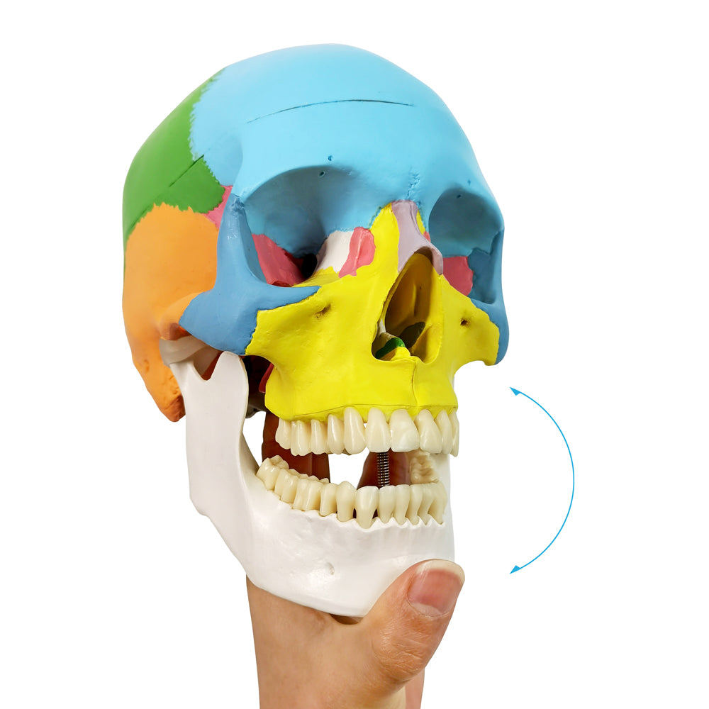 Evotech Scientific 3-Part Life Size Painted Didactic Human Anatomical Skull Model