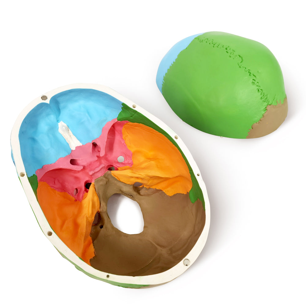 Evotech Scientific 3-Part Life Size Painted Didactic Human Anatomical Skull Model