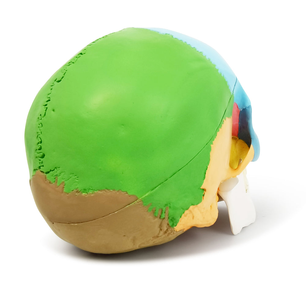 Evotech Scientific 3-Part Life Size Painted Didactic Human Anatomical Skull Model