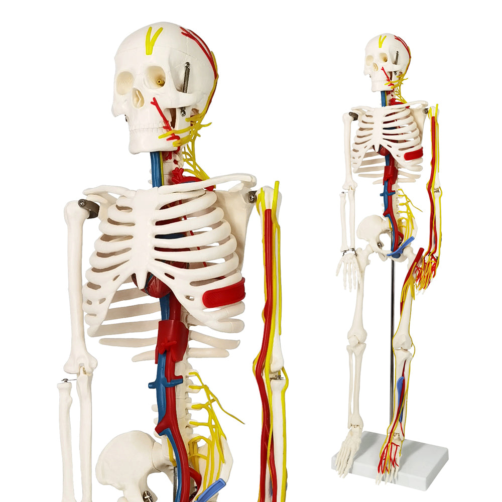 Evotech Scientific 33.5" Human Skeleton Model for Anatomy with Nerves Veins Arteries