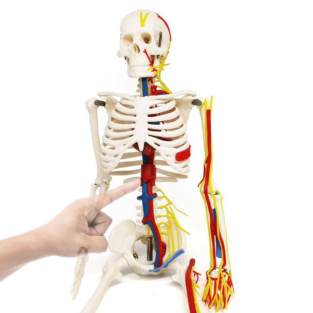 Evotech Scientific 33.5" Human Skeleton Model for Anatomy with Nerves Veins Arteries