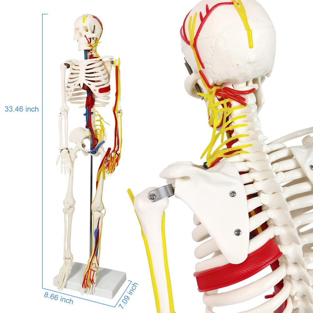 Evotech Scientific 33.5" Human Skeleton Model for Anatomy with Nerves Veins Arteries