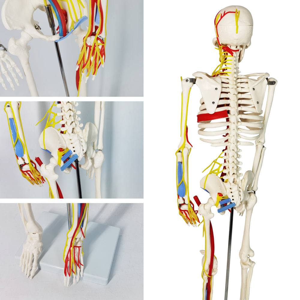 Evotech Scientific 33.5" Human Skeleton Model for Anatomy with Nerves Veins Arteries