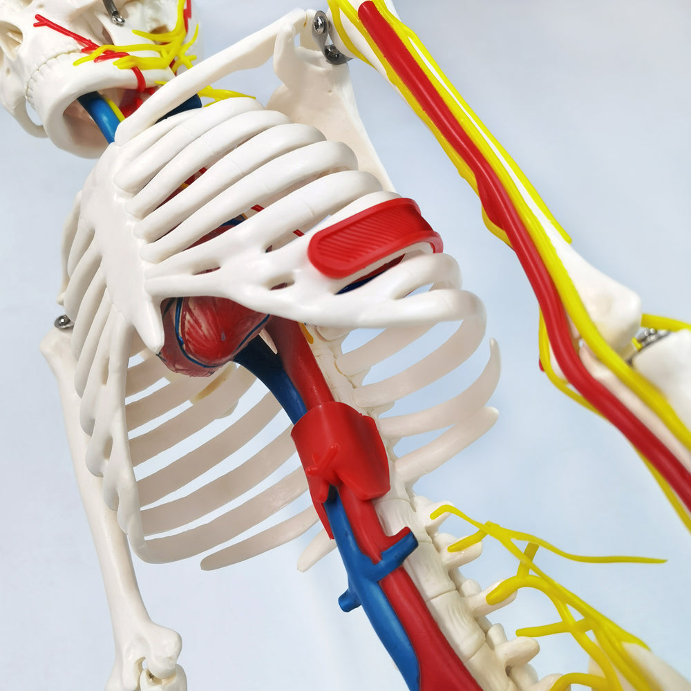 Evotech Scientific 33.5" Human Skeleton Model for Anatomy with Nerves Veins Arteries