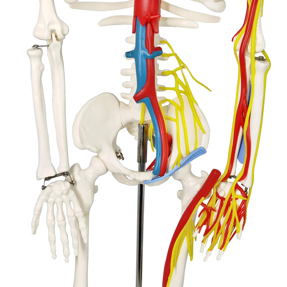 Evotech Scientific 33.5" Human Skeleton Model for Anatomy with Nerves Veins Arteries