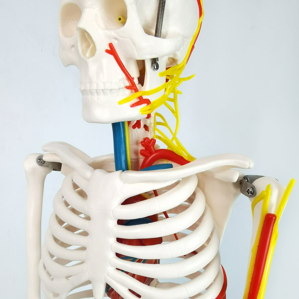 Evotech Scientific 33.5" Human Skeleton Model for Anatomy with Nerves Veins Arteries
