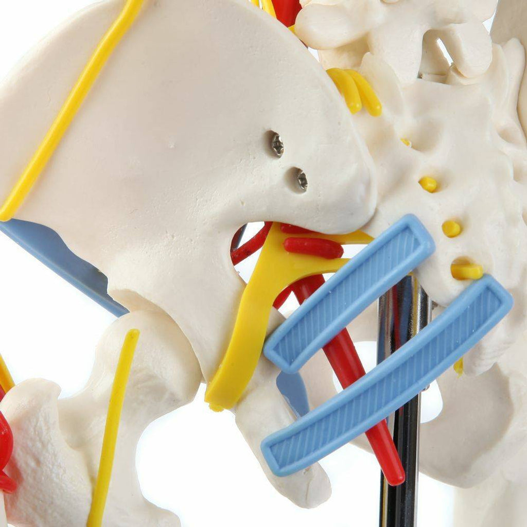 Evotech Scientific 33.5" Human Skeleton Model for Anatomy with Nerves Veins Arteries