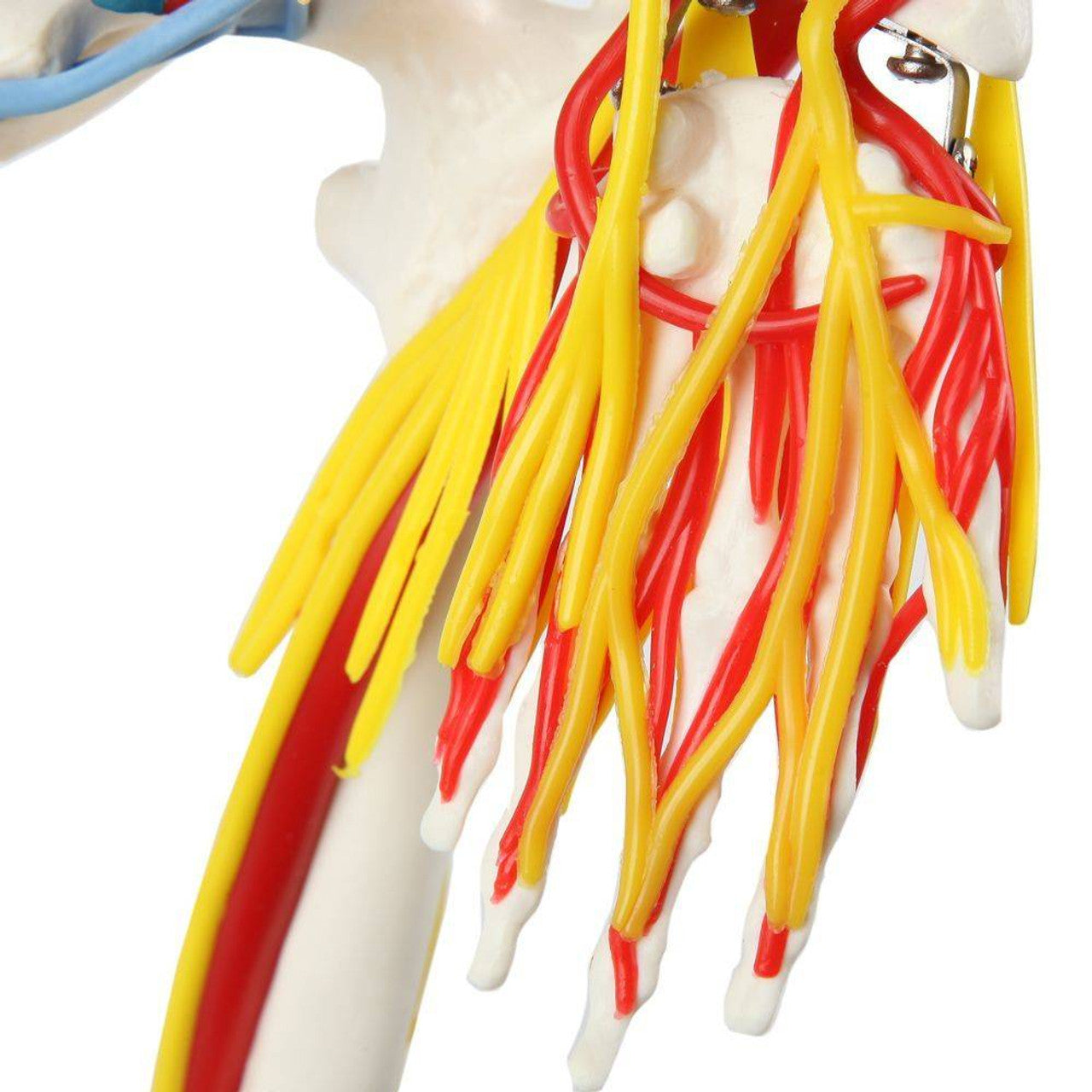 Evotech Scientific 33.5" Human Skeleton Model for Anatomy with Nerves Veins Arteries