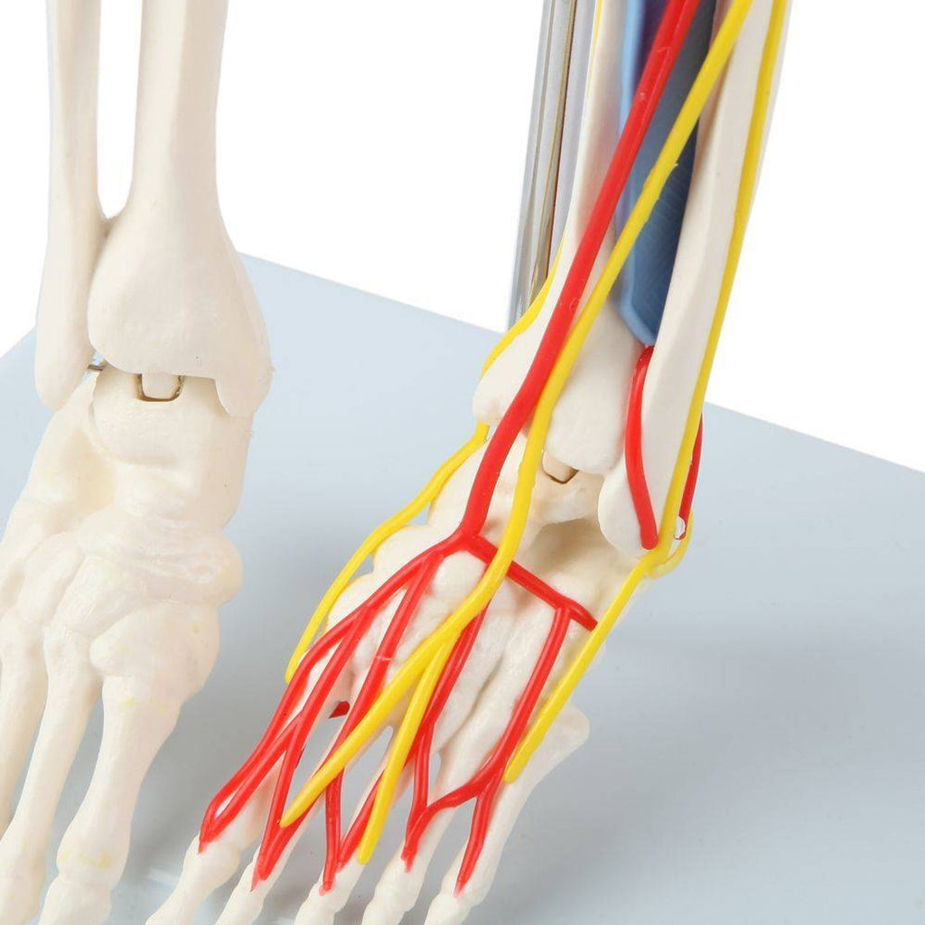Evotech Scientific 33.5" Human Skeleton Model for Anatomy with Nerves Veins Arteries