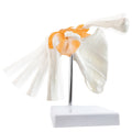 Evotech Scientific Anatomical Shoulder Joint Model with ligament Replica of Norma Shoulder Joint