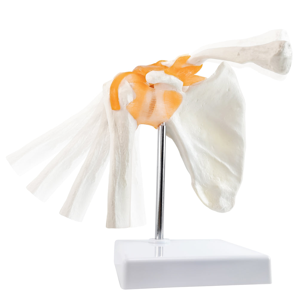 Evotech Scientific Anatomical Shoulder Joint Model with ligament Replica of Norma Shoulder Joint