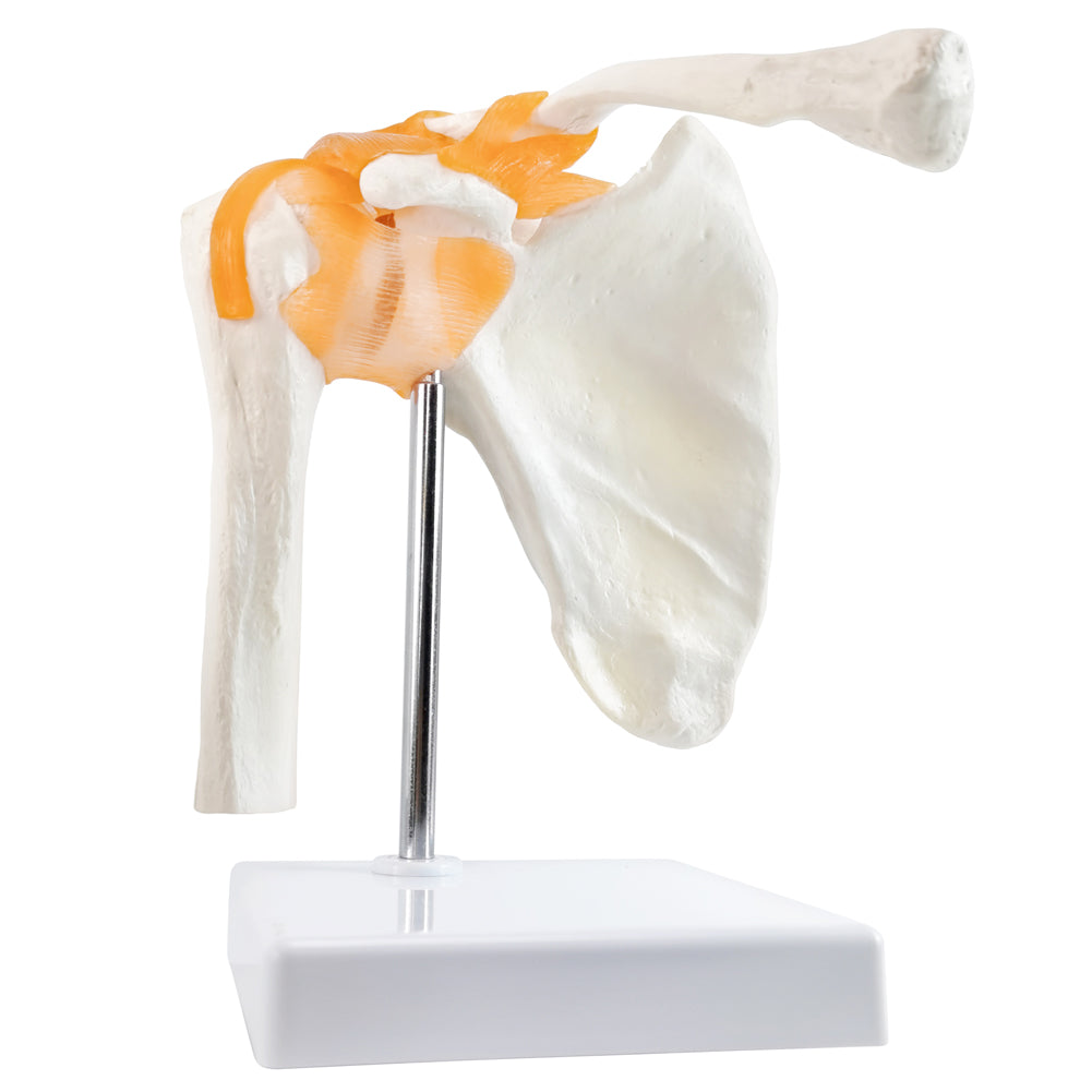Evotech Scientific Anatomical Shoulder Joint Model with ligament Replica of Norma Shoulder Joint