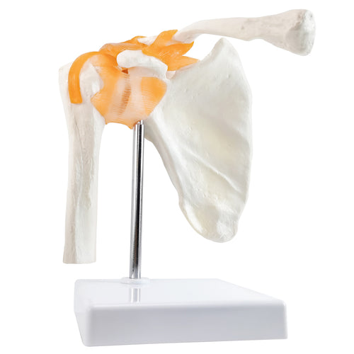 Evotech Scientific Anatomical Shoulder Joint Model with ligament Replica of Norma Shoulder Joint