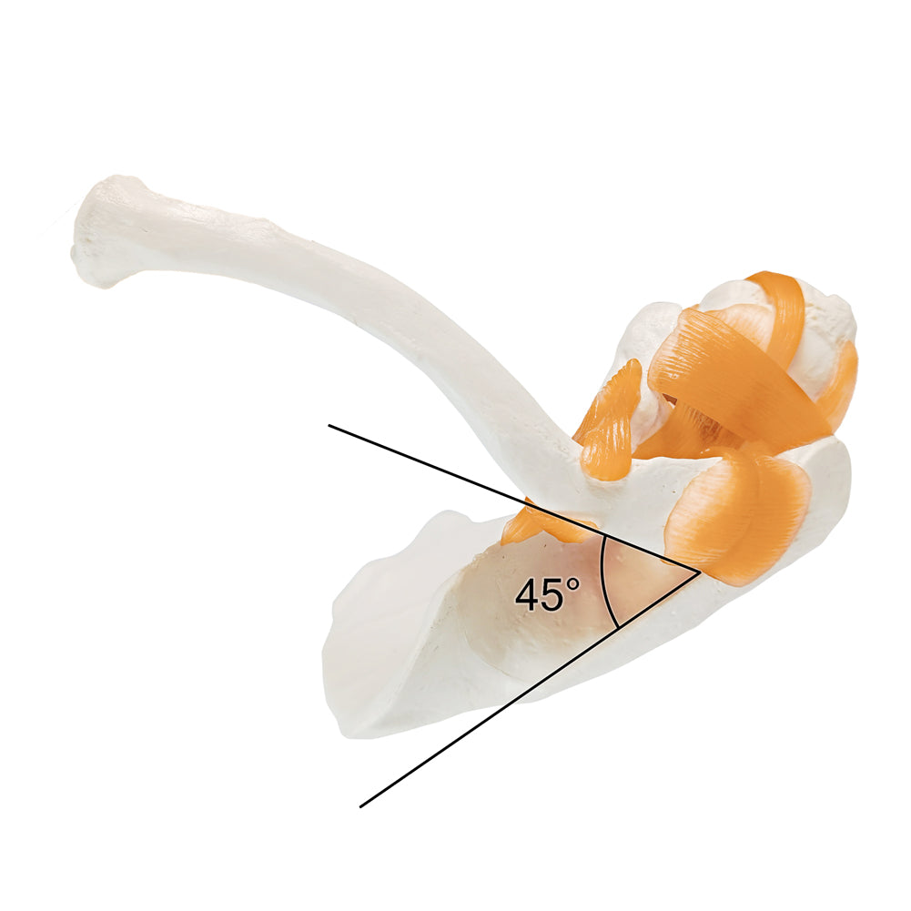 Evotech Scientific Anatomical Shoulder Joint Model with ligament Replica of Norma Shoulder Joint