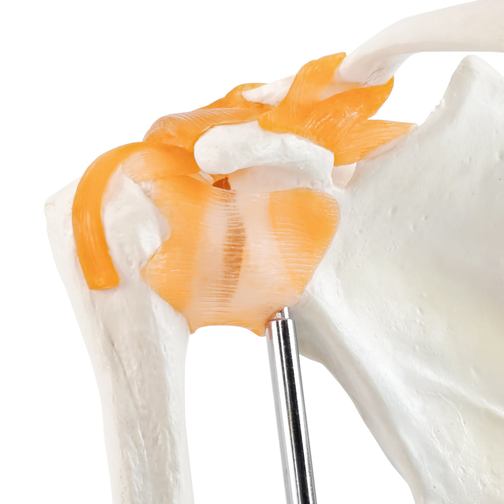 Evotech Scientific Anatomical Shoulder Joint Model with ligament Replica of Norma Shoulder Joint