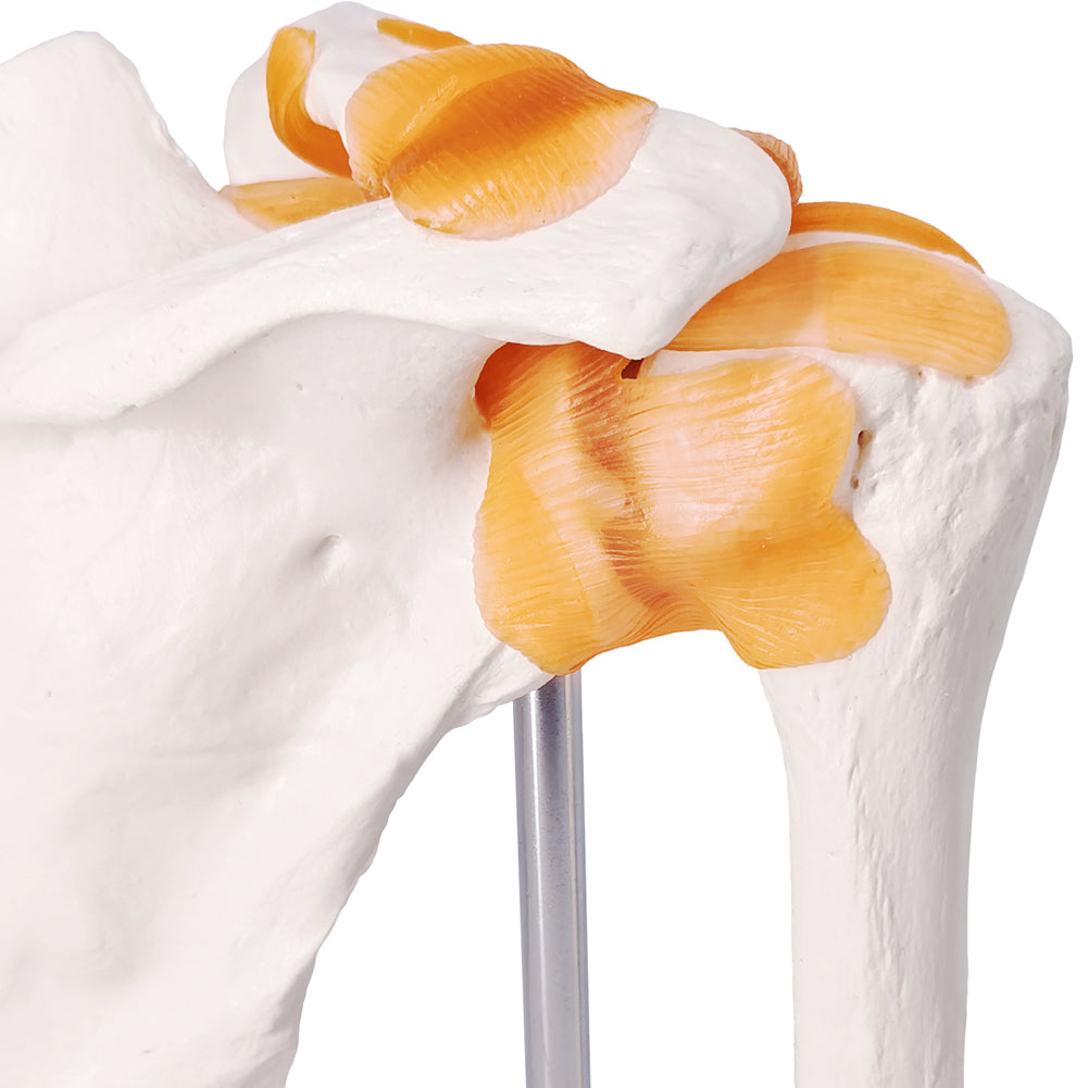Evotech Scientific Anatomical Shoulder Joint Model with ligament Replica of Norma Shoulder Joint