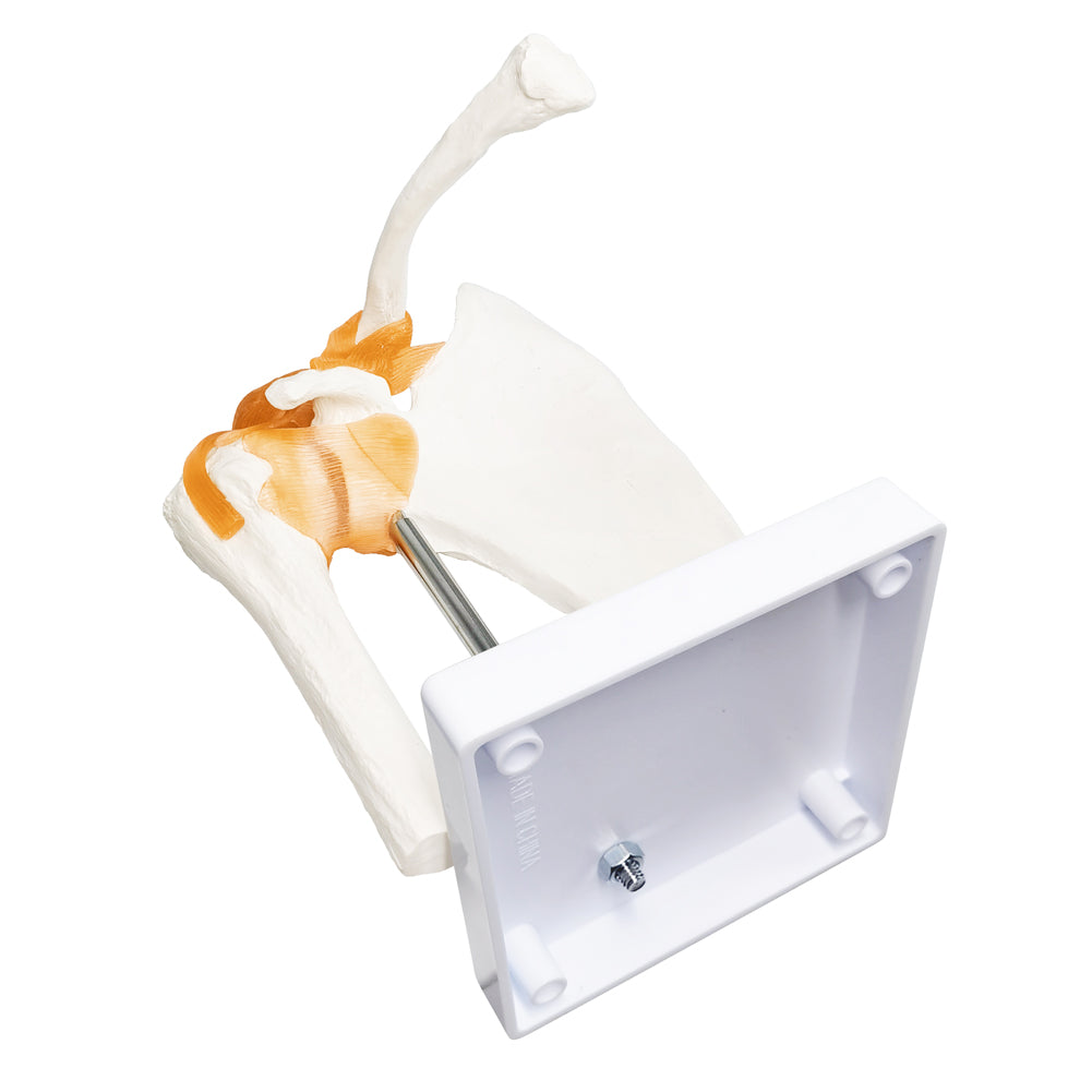 Evotech Scientific Anatomical Shoulder Joint Model with ligament Replica of Norma Shoulder Joint