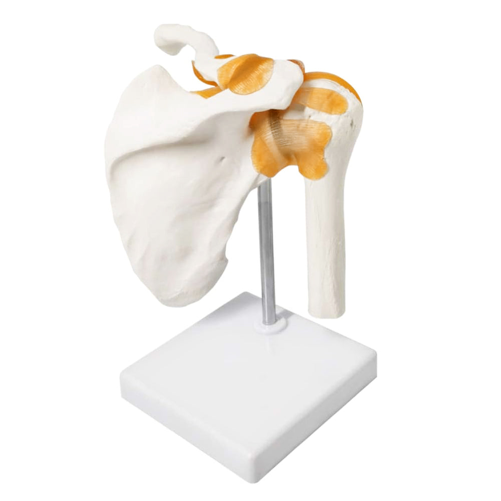 Evotech Scientific Anatomical Shoulder Joint Model with ligament Replica of Norma Shoulder Joint
