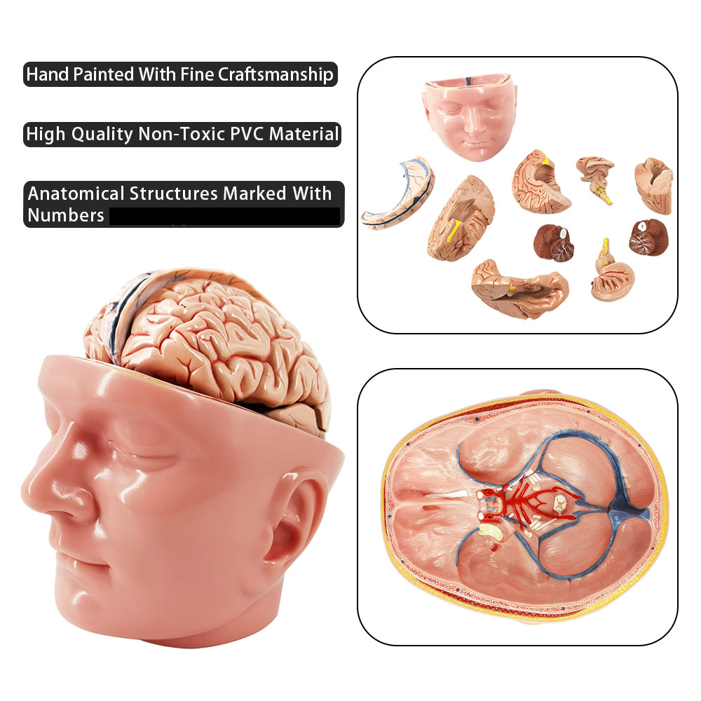 Evotech Scientific Deluxe Anatomy Human Brain w/ Arteries on base of head 10 Parts