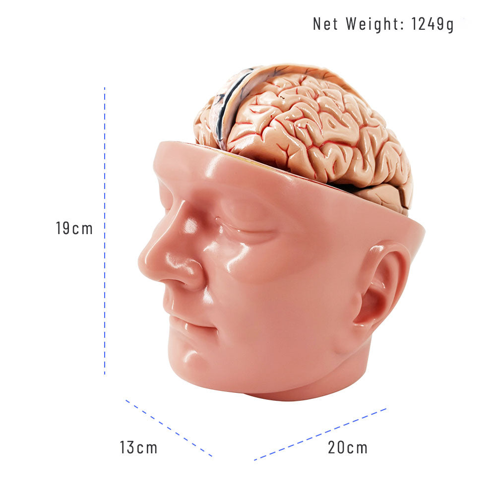 Evotech Scientific Deluxe Anatomy Human Brain w/ Arteries on base of head 10 Parts