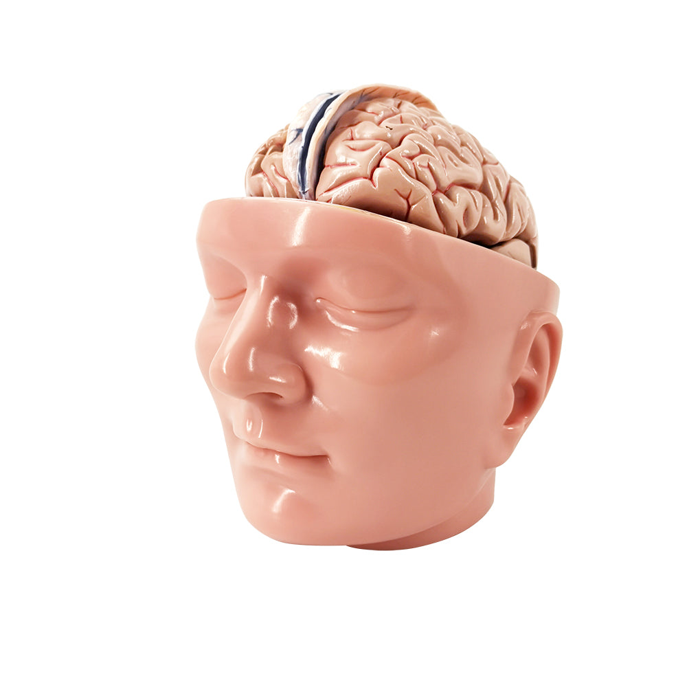 Evotech Scientific Deluxe Anatomy Human Brain w/ Arteries on base of head 10 Parts
