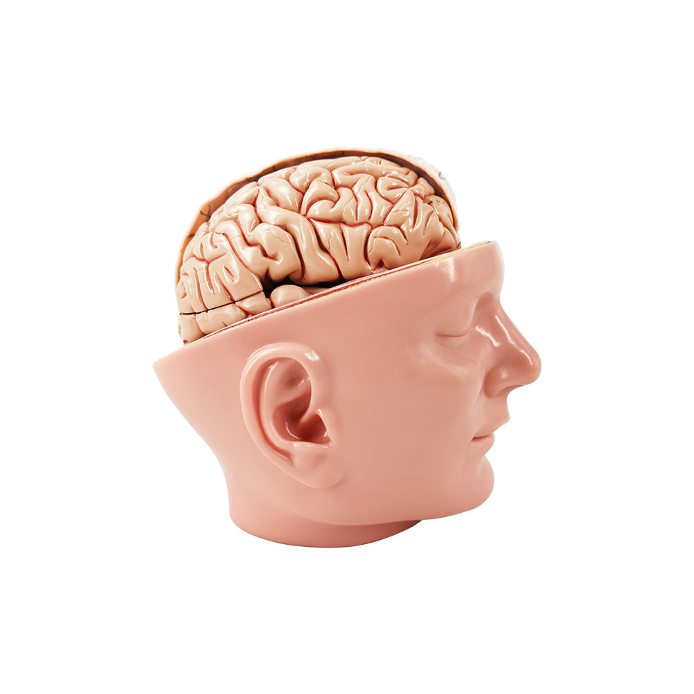 Evotech Scientific Deluxe Anatomy Human Brain w/ Arteries on base of head 10 Parts