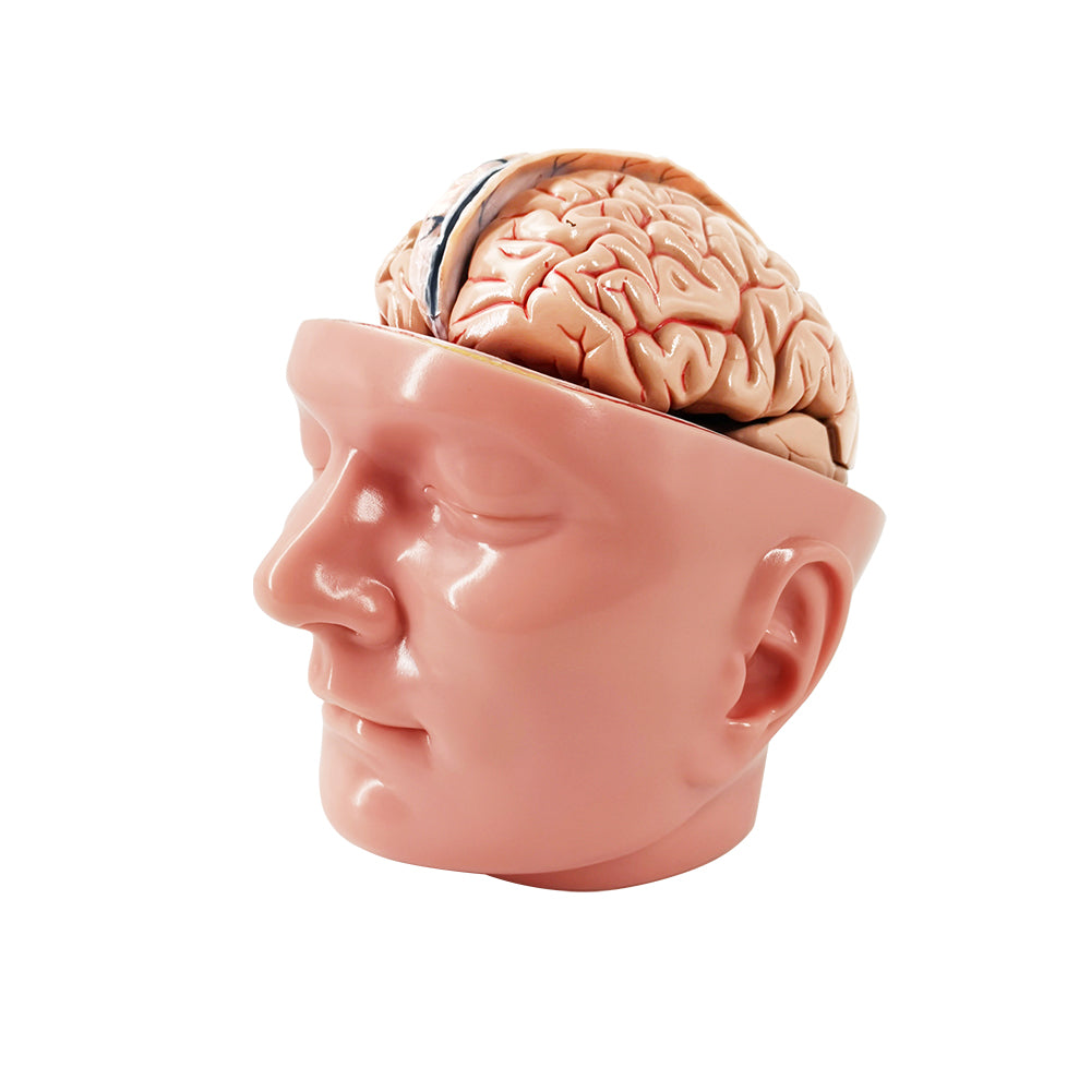 Evotech Scientific Deluxe Anatomy Human Brain w/ Arteries on base of head 10 Parts