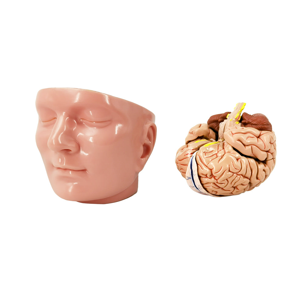 Evotech Scientific Deluxe Anatomy Human Brain w/ Arteries on base of head 10 Parts