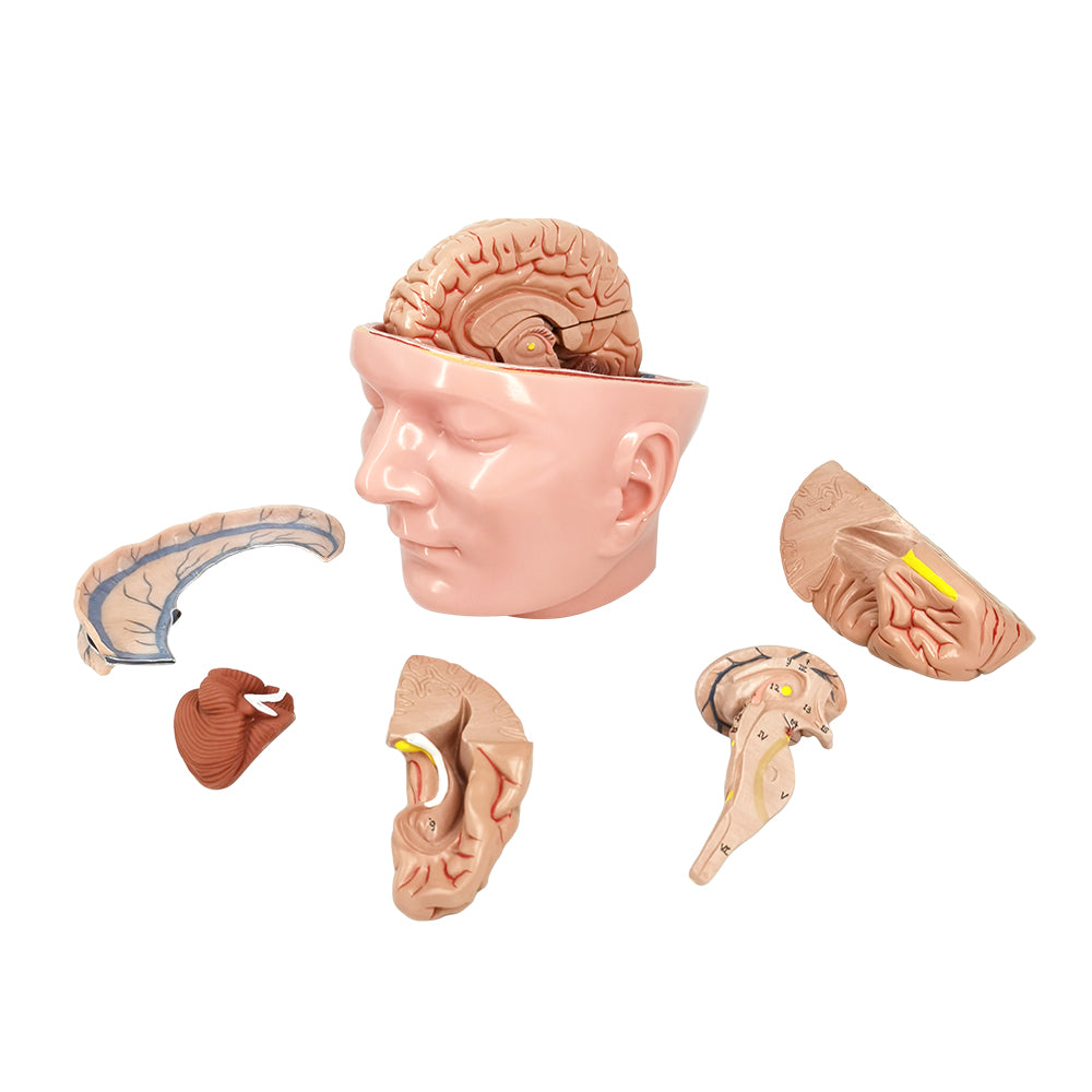 Evotech Scientific Deluxe Anatomy Human Brain w/ Arteries on base of head 10 Parts
