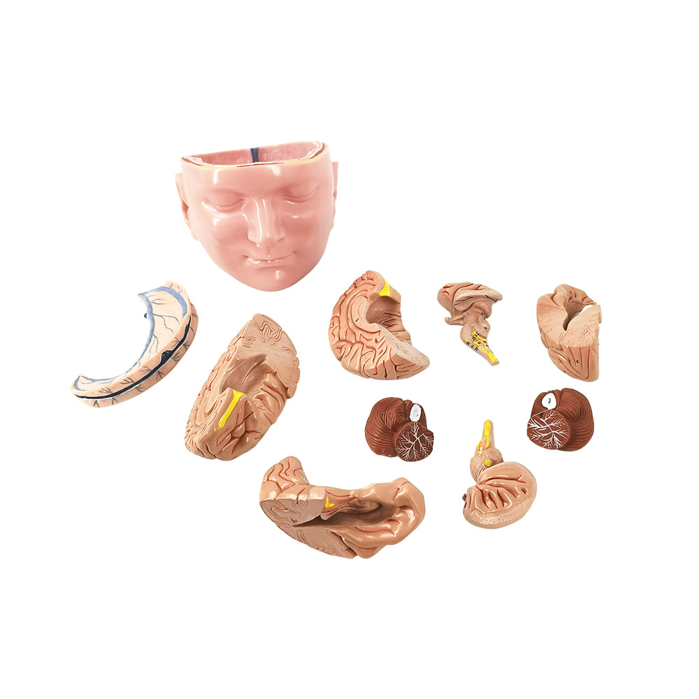 Evotech Scientific Deluxe Anatomy Human Brain w/ Arteries on base of head 10 Parts