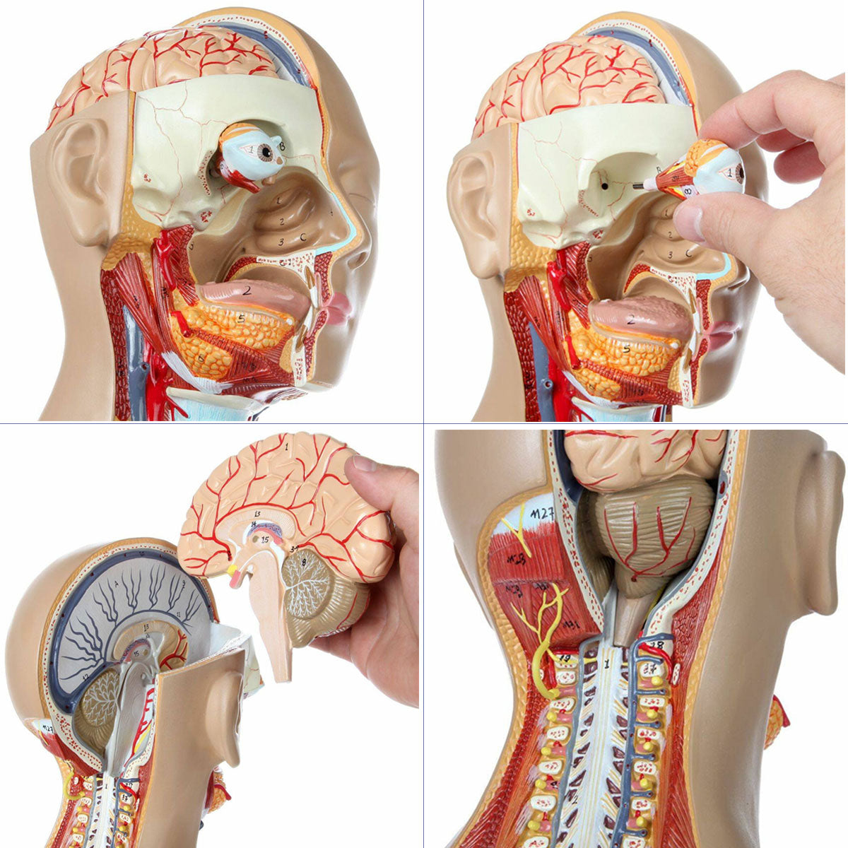 Evotech Scientific Deluxe Dual-Sex Detailed Life-Size Torso Human Body Model with Open Back with 27-Part Removable Human Organs