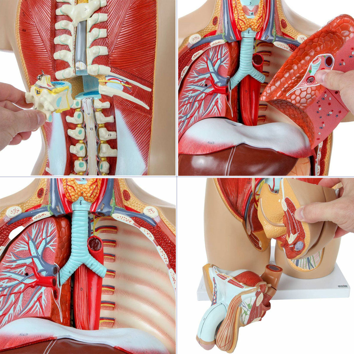 Evotech Scientific Deluxe Dual-Sex Detailed Life-Size Torso Human Body Model with Open Back with 27-Part Removable Human Organs