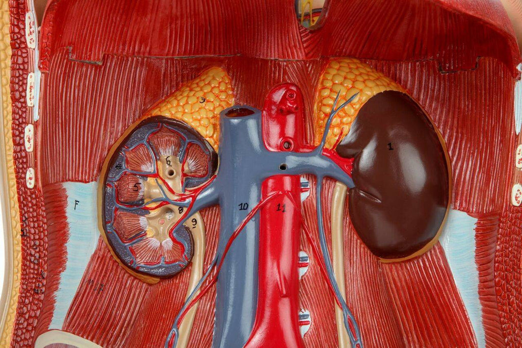 Evotech Scientific Deluxe Dual-Sex Detailed Life-Size Torso Human Body Model with Open Back with 27-Part Removable Human Organs