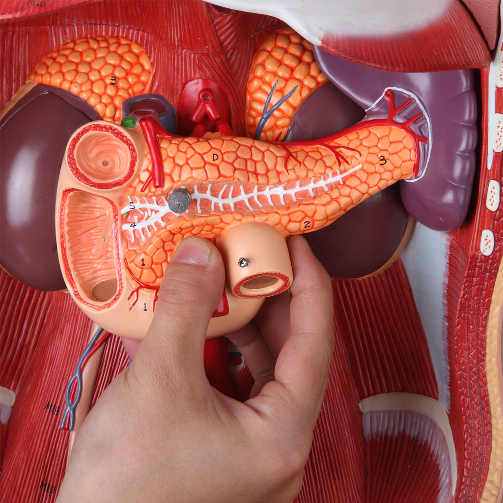 Evotech Scientific Deluxe Dual-Sex Detailed Life-Size Torso Human Body Model with Open Back with 27-Part Removable Human Organs