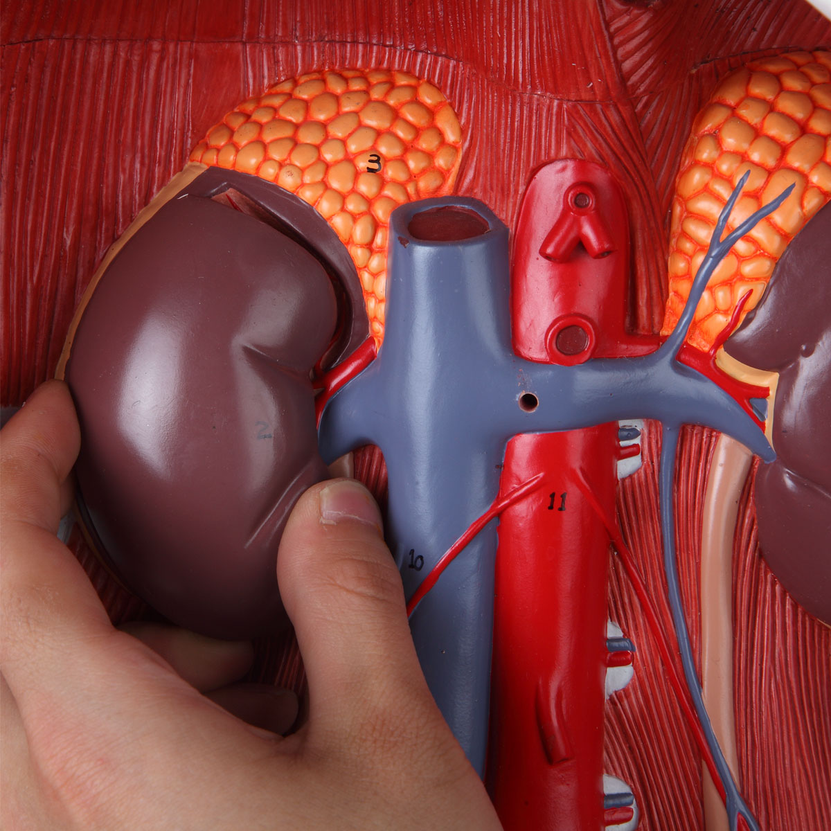 Evotech Scientific Deluxe Dual-Sex Detailed Life-Size Torso Human Body Model with Open Back with 27-Part Removable Human Organs