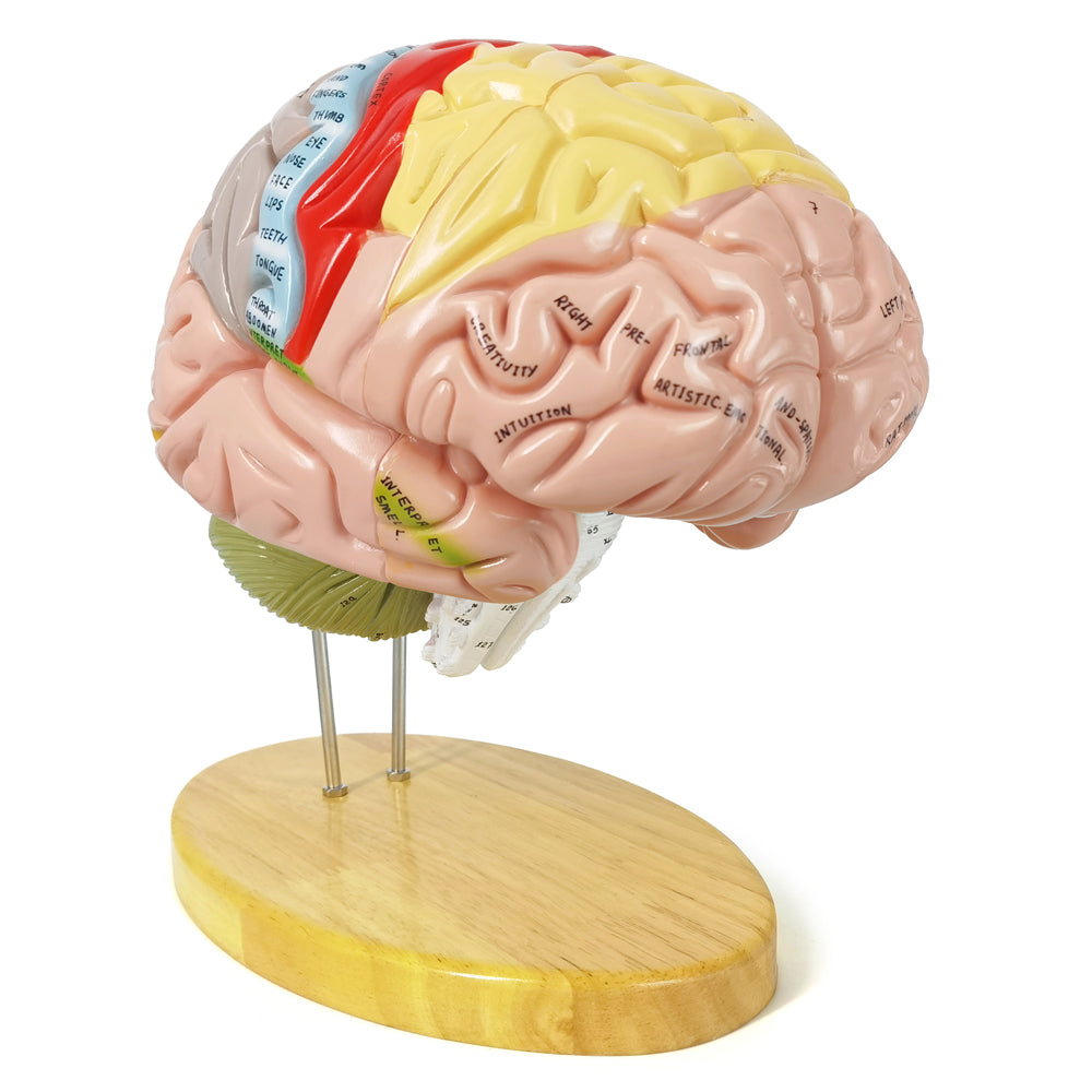 Evotech Scientific Deluxe Human Brain Model for Neuroscience 1.5 Times Life-Size 4-Part Brain with Manual