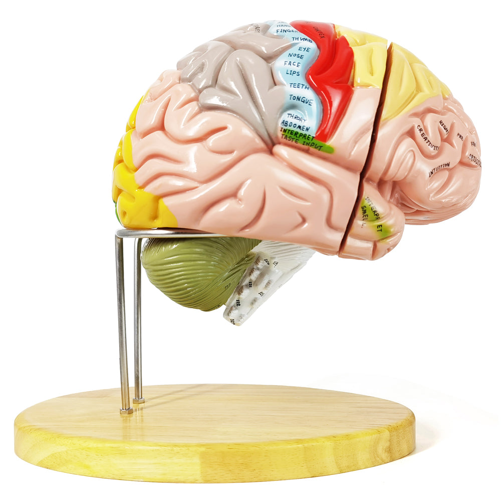 Evotech Scientific Deluxe Human Brain Model for Neuroscience 1.5 Times Life-Size 4-Part Brain with Manual