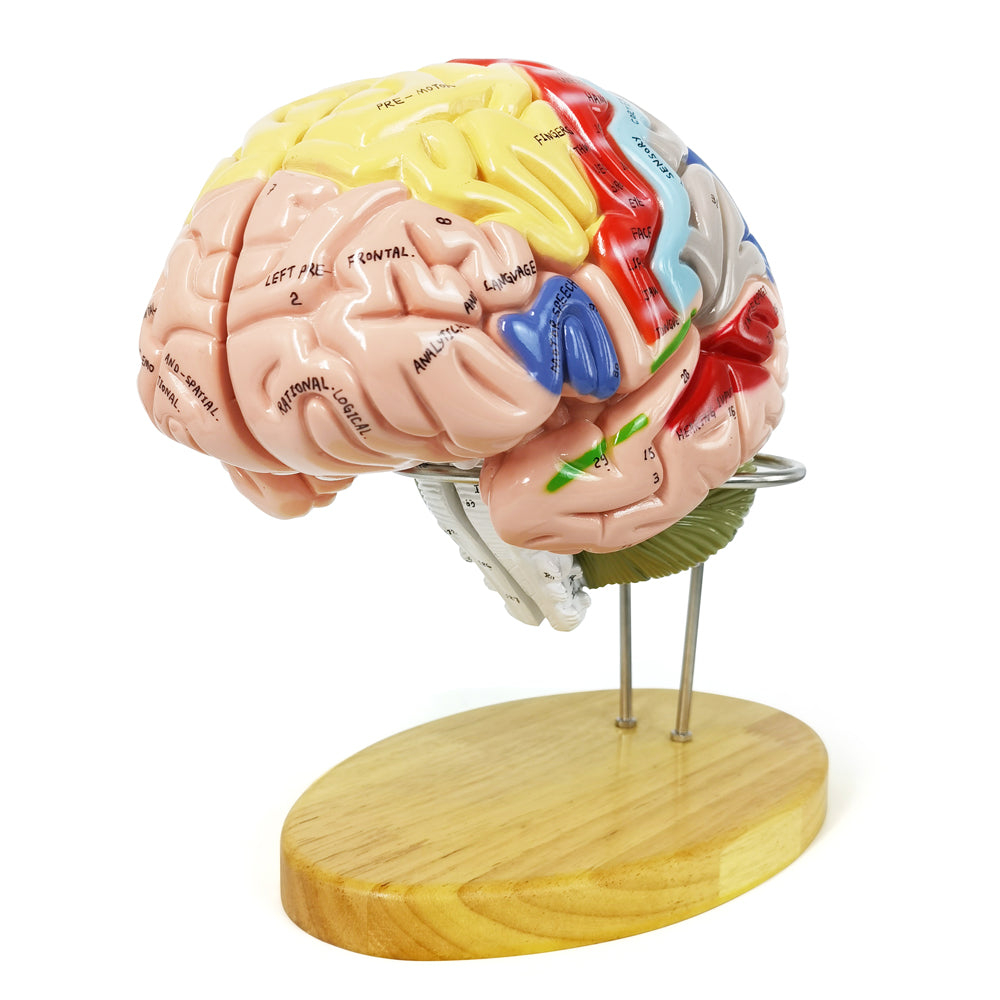 Evotech Scientific Deluxe Human Brain Model for Neuroscience 1.5 Times Life-Size 4-Part Brain with Manual