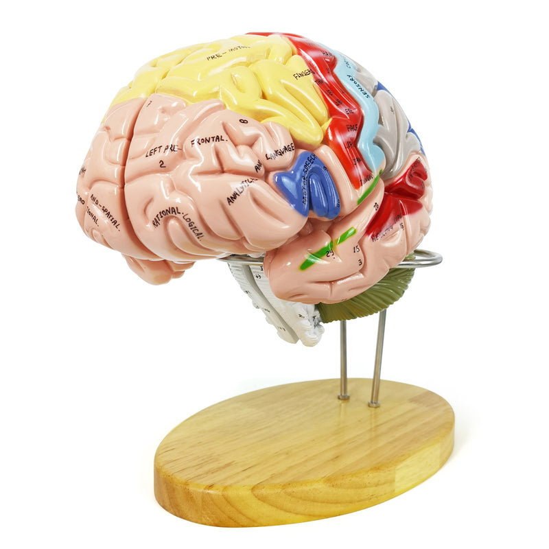 Evotech Scientific Deluxe Human Brain Model for Neuroscience 1.5 Times
