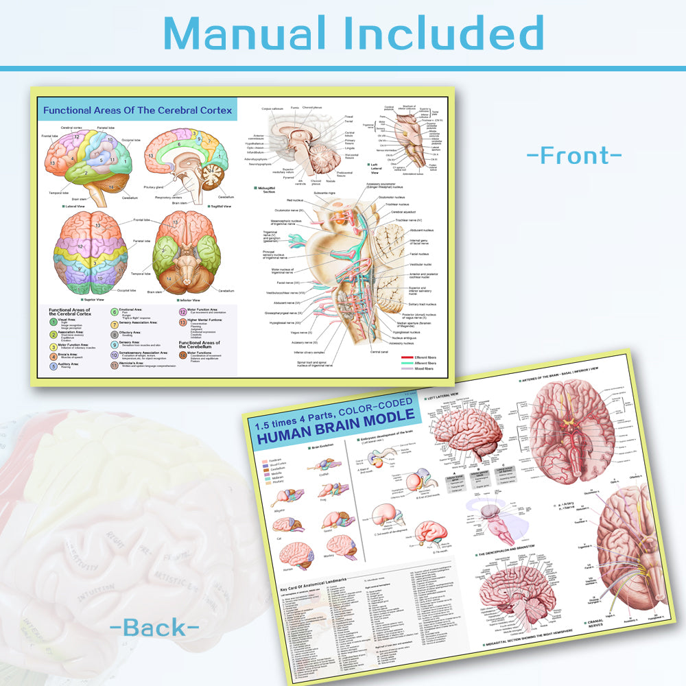 Evotech Scientific Deluxe Human Brain Model for Neuroscience 1.5 Times Life-Size 4-Part Brain with Manual