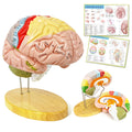 Evotech Scientific Deluxe Human Brain Model for Neuroscience 1.5 Times Life-Size 4-Part Brain with Manual