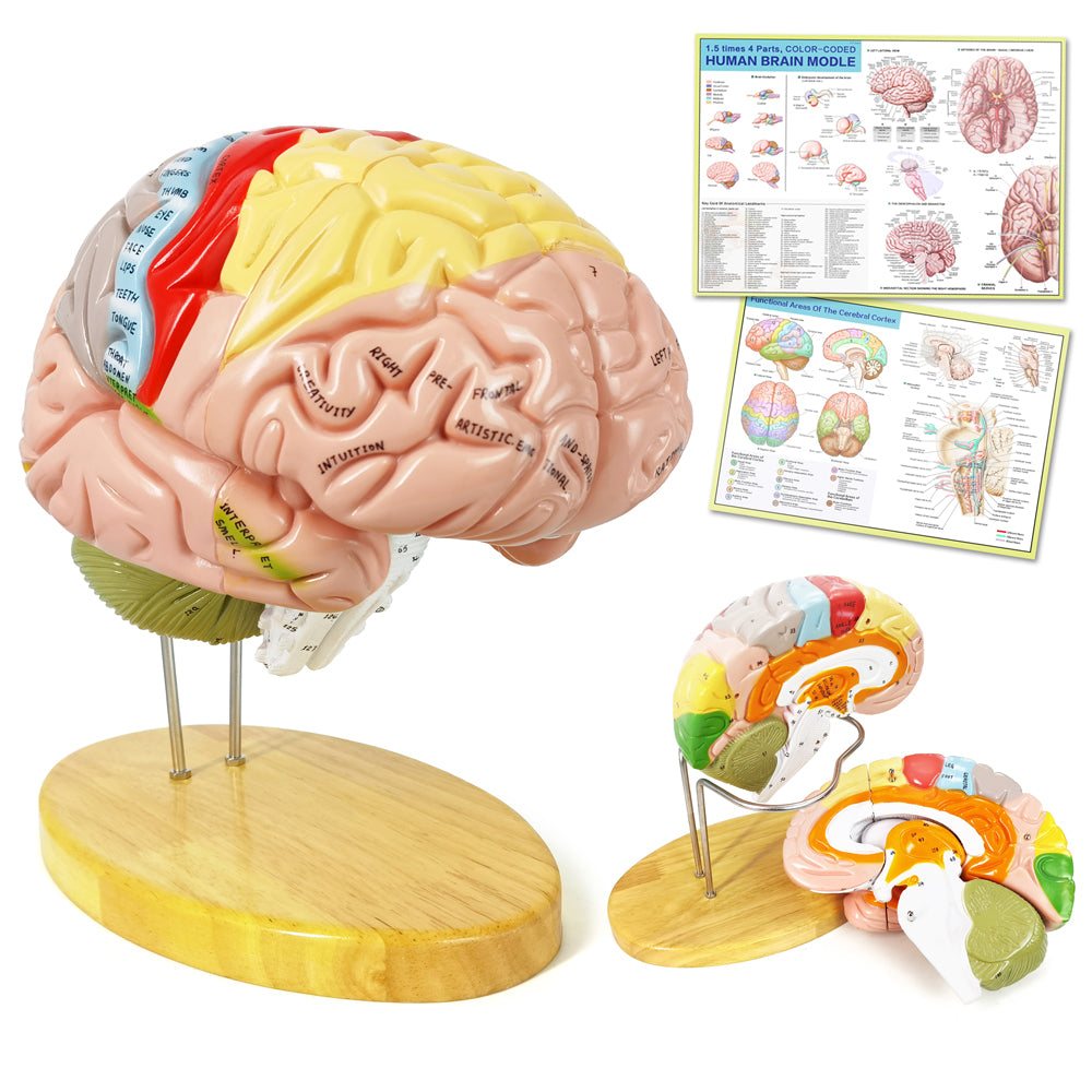 Evotech Scientific Deluxe Human Brain Model for Neuroscience 1.5 Times Life-Size 4-Part Brain with Manual