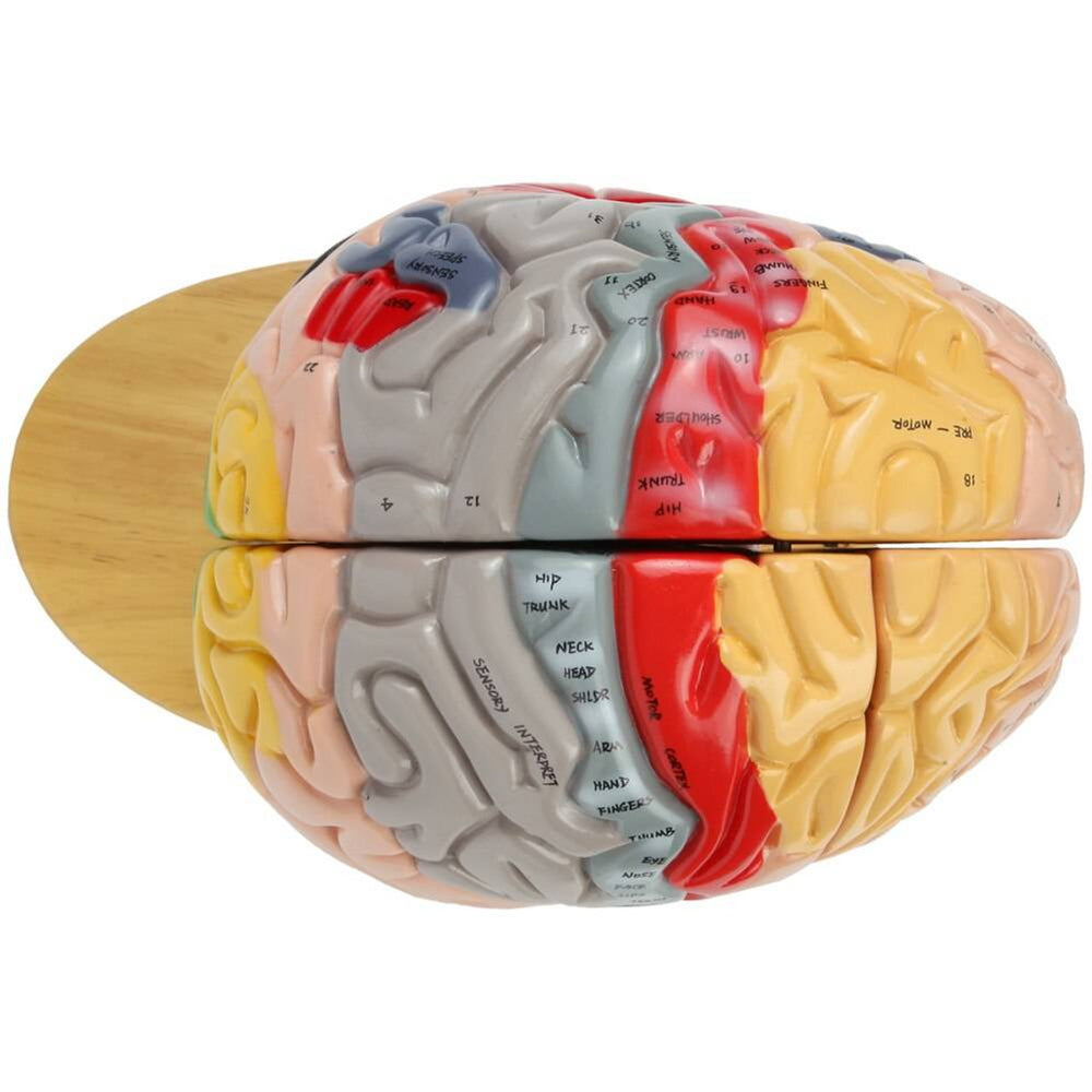 Evotech Scientific Deluxe Human Brain Model for Neuroscience 1.5 Times