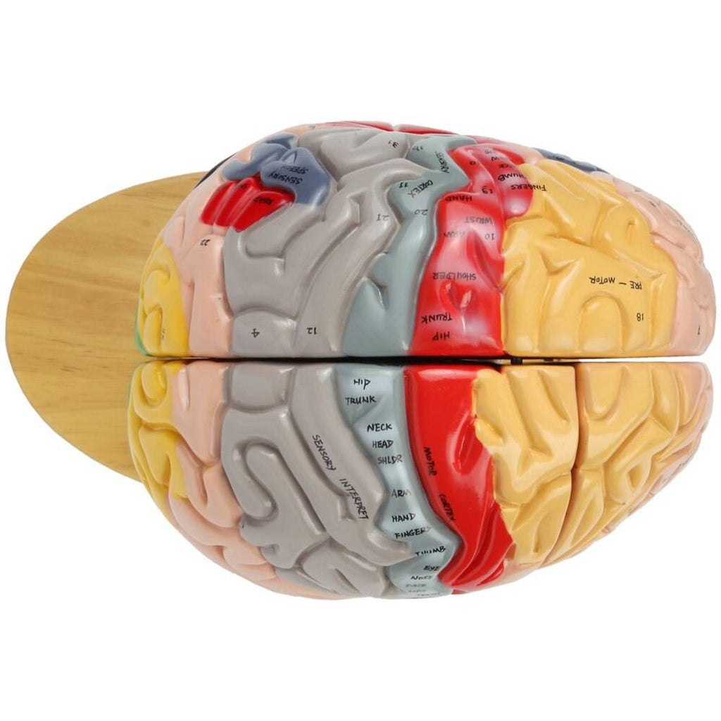 Evotech Scientific Deluxe Human Brain Model for Neuroscience 1.5 Times Life-Size 4-Part Brain with Manual