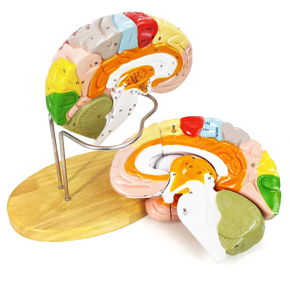 Evotech Scientific Deluxe Human Brain Model for Neuroscience 1.5 Times Life-Size 4-Part Brain with Manual