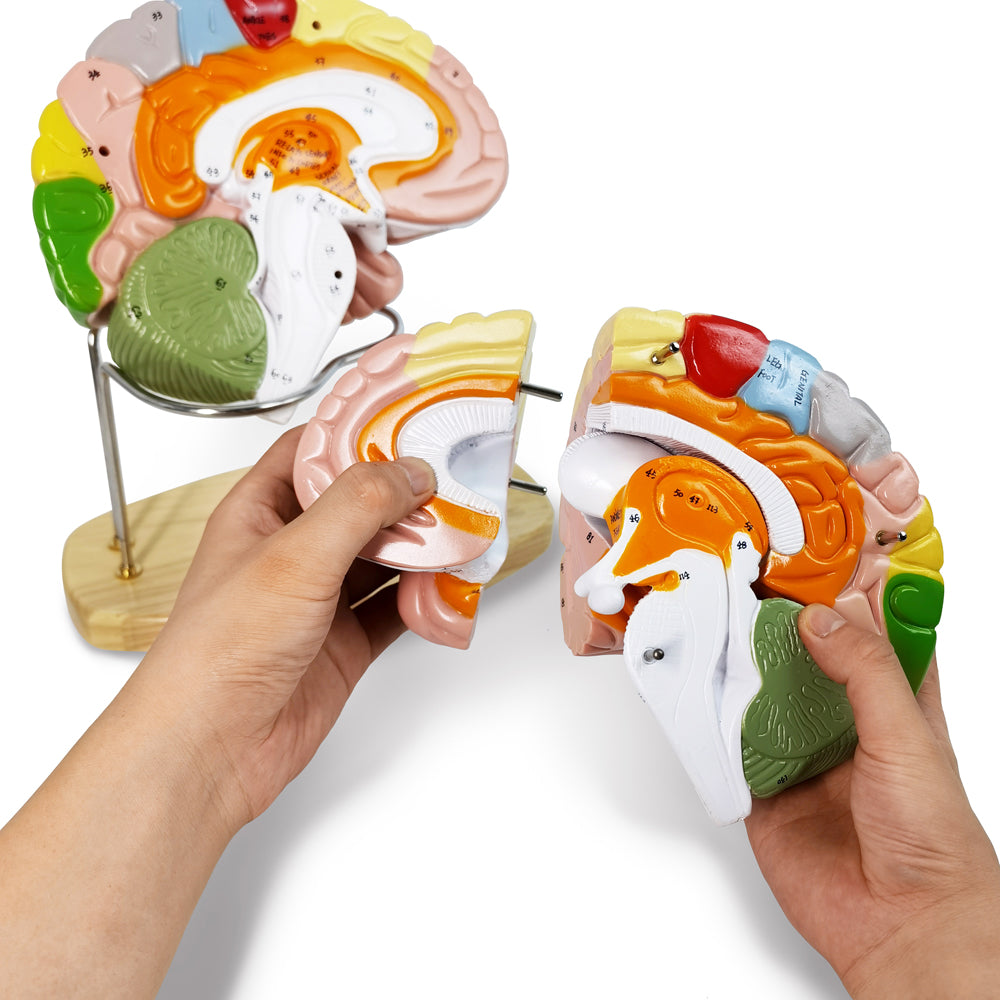 Evotech Scientific Deluxe Human Brain Model for Neuroscience 1.5 Times Life-Size 4-Part Brain with Manual