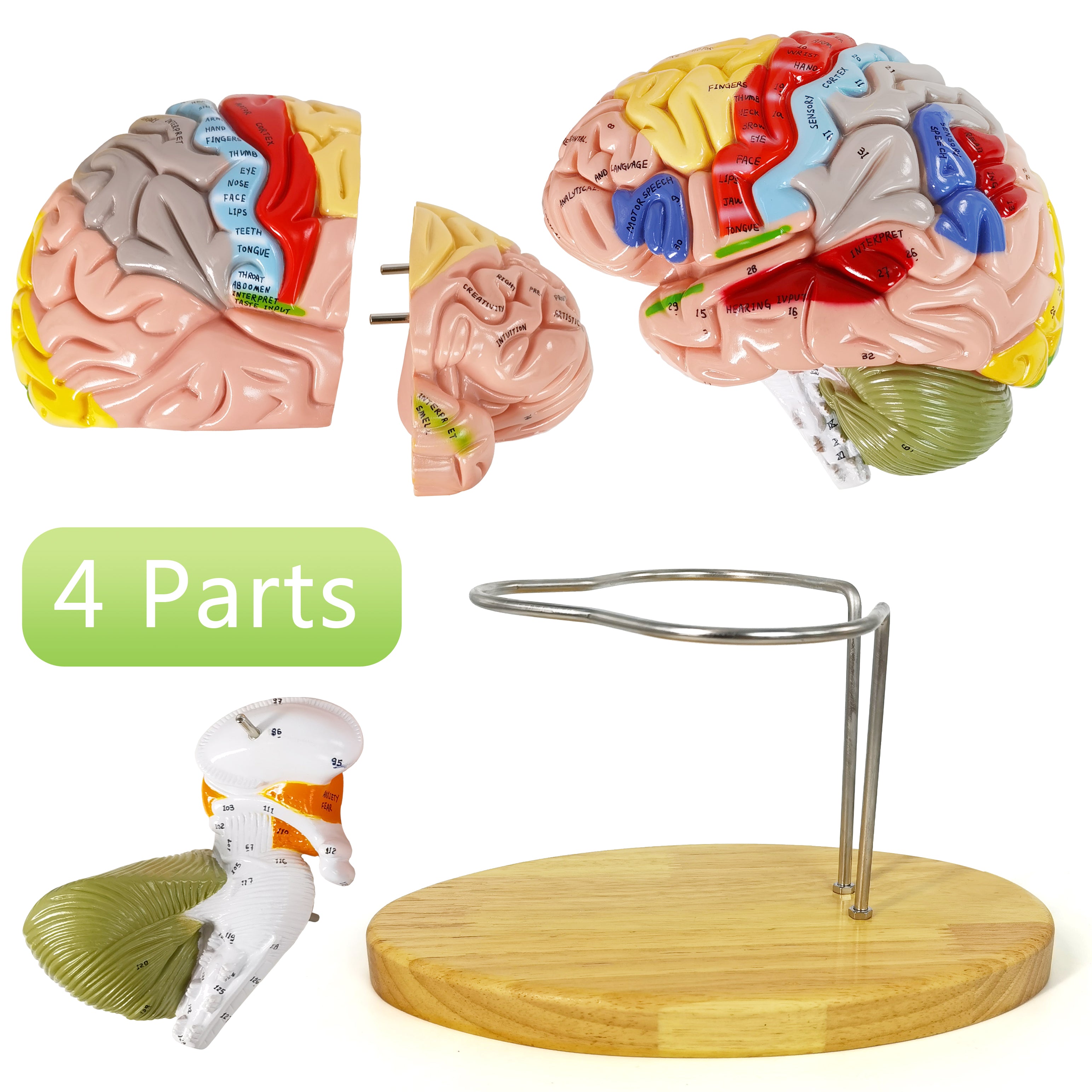Evotech Scientific Deluxe Human Brain Model for Neuroscience 1.5 Times Life-Size 4-Part Brain with Manual