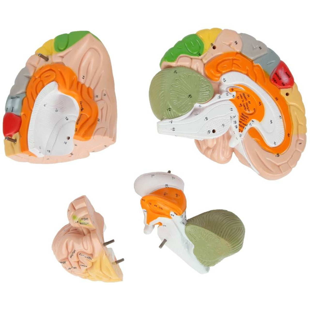 Evotech Scientific Deluxe Human Brain Model for Neuroscience 1.5 Times Life-Size 4-Part Brain with Manual